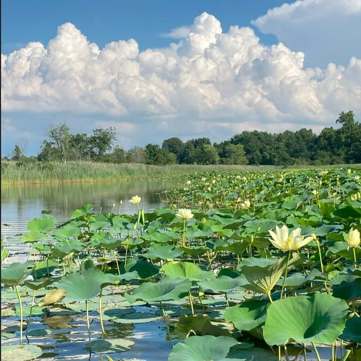 Lotus Paddle Expedition — ShoreRivers